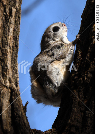 エゾモモンガ エゾモモンガ 35319245
