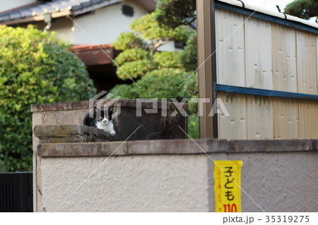 塀の上の猫 塀の上の猫 35319275