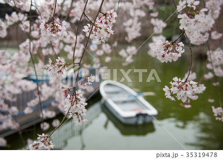 桜とボート 桜とボート 35319478