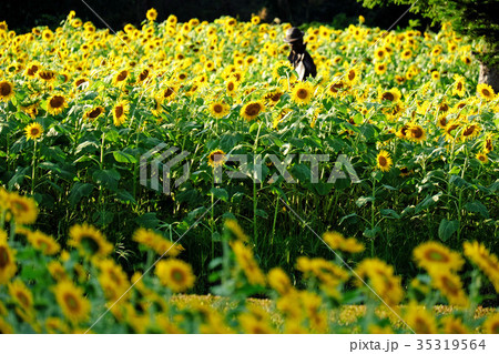 ヘリアンサスを連想させる賢治の花壇(フレーム、ランドスケープ) ヘリアンサスを連想させる賢治の花壇(フレーム、ランドスケープ) 35319564