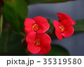 花キリン 35319580