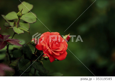 バラの花 Rose チンチン の写真素材