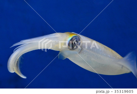 アオリイカ 35319605