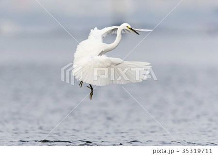 舞うコサギ(小鷺) 35319711