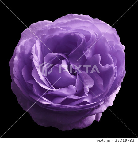 Lilac rose flower on black isolated background Lilac rose flower on black isolated background 35319733