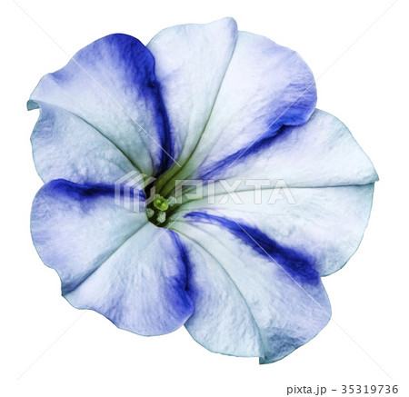 White-blue Petunia flower white isolated backgroun 35319736