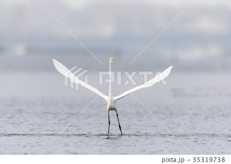 翼を広げるダイサギ(大鷺) 35319738