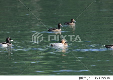 ホシハジロ 35319940