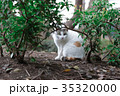 猫 35320000