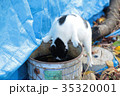 猫 35320001