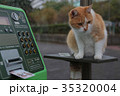 猫 35320004