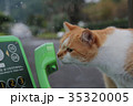 猫 35320005