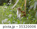 猫 35320006