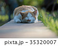 猫 35320007