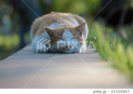 猫 35320007