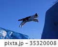 猫 35320008