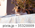 猫 35320009