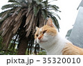 猫 35320010