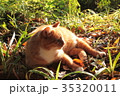猫 35320011