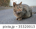 猫 35320013