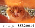 猫 35320014