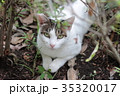 猫 35320017