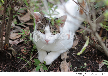 猫 猫 35320017