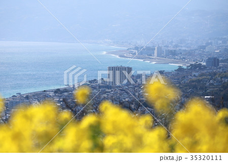 吾妻山公園 早春の菜の花 吾妻山公園 早春の菜の花 35320111