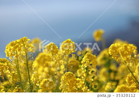吾妻山公園　早春の菜の花 35320112