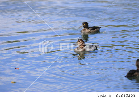 ホシハジロ 35320258