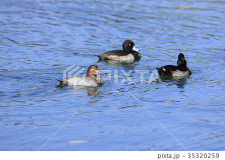 ホシハジロ ホシハジロ 35320259