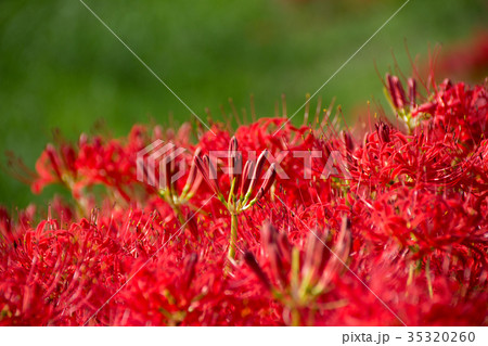 津屋川堤防の彼岸花のつぼみ／岐阜県海津市 35320260
