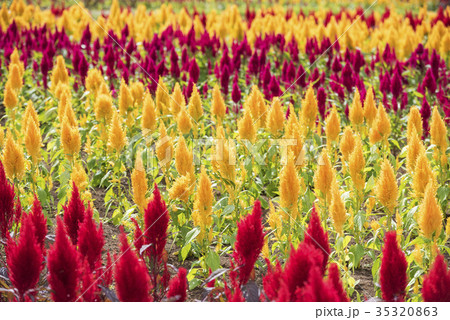 那須フラワーワールドのケイトウの花畑 アップの写真素材