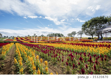 那須フラワーワールドのケイトウの花畑の写真素材