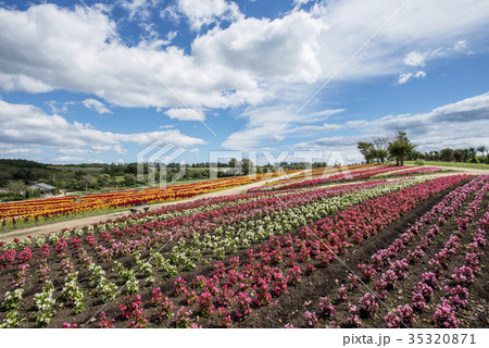 那須フラワーワールドのベゴニアの花畑の写真素材