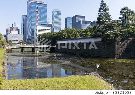皇居のお濠とアオサギ　※エディトリアル向け（2017年10月27日撮影） 35321058