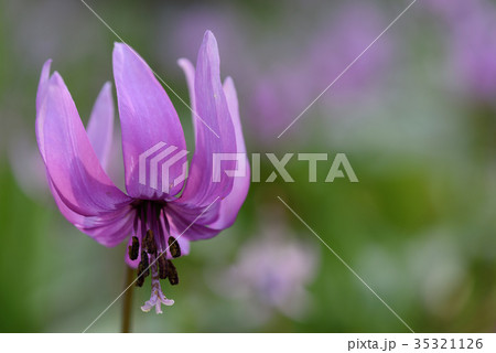 カタクリ 35321126