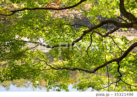 大峰沼　秋色　みなかみ町月夜野　 35321496