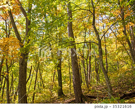 大峰沼　落葉樹　秋色　みなかみ町月夜野　 35321616