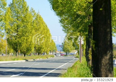 秋の並木1 秋の並木1 35321929