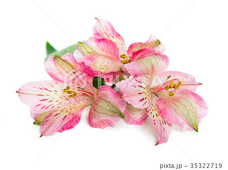 Blooming flower Alstroemeria 35322719