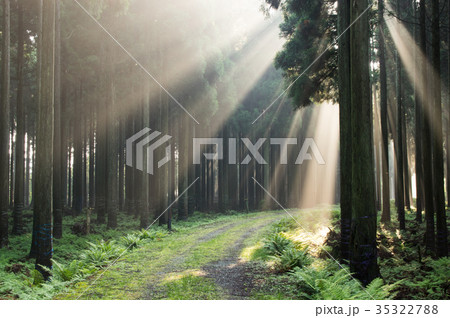 杉林の光彩 杉林の光彩 35322788