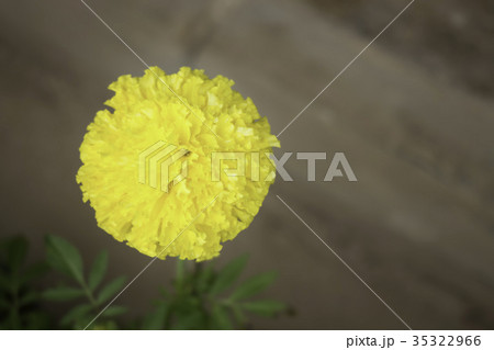 Single marigold flower in home garden 35322966