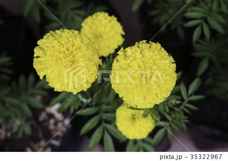 Marigold flowers in front of home garden Marigold flowers in front of home garden 35322967