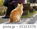 ご飯待ちの茶トラ猫 35323376