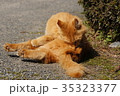 毛繕い中の茶トラ猫 35323377