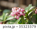 赤いスズラン 35323379