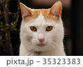 茶白猫の顔アップ 35323383