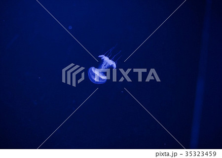 クラゲ展示数でギネスブックに認定の鶴岡市立加茂水族館のクラゲドリーム館 35323459