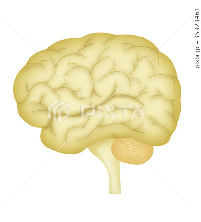 脳 35323461